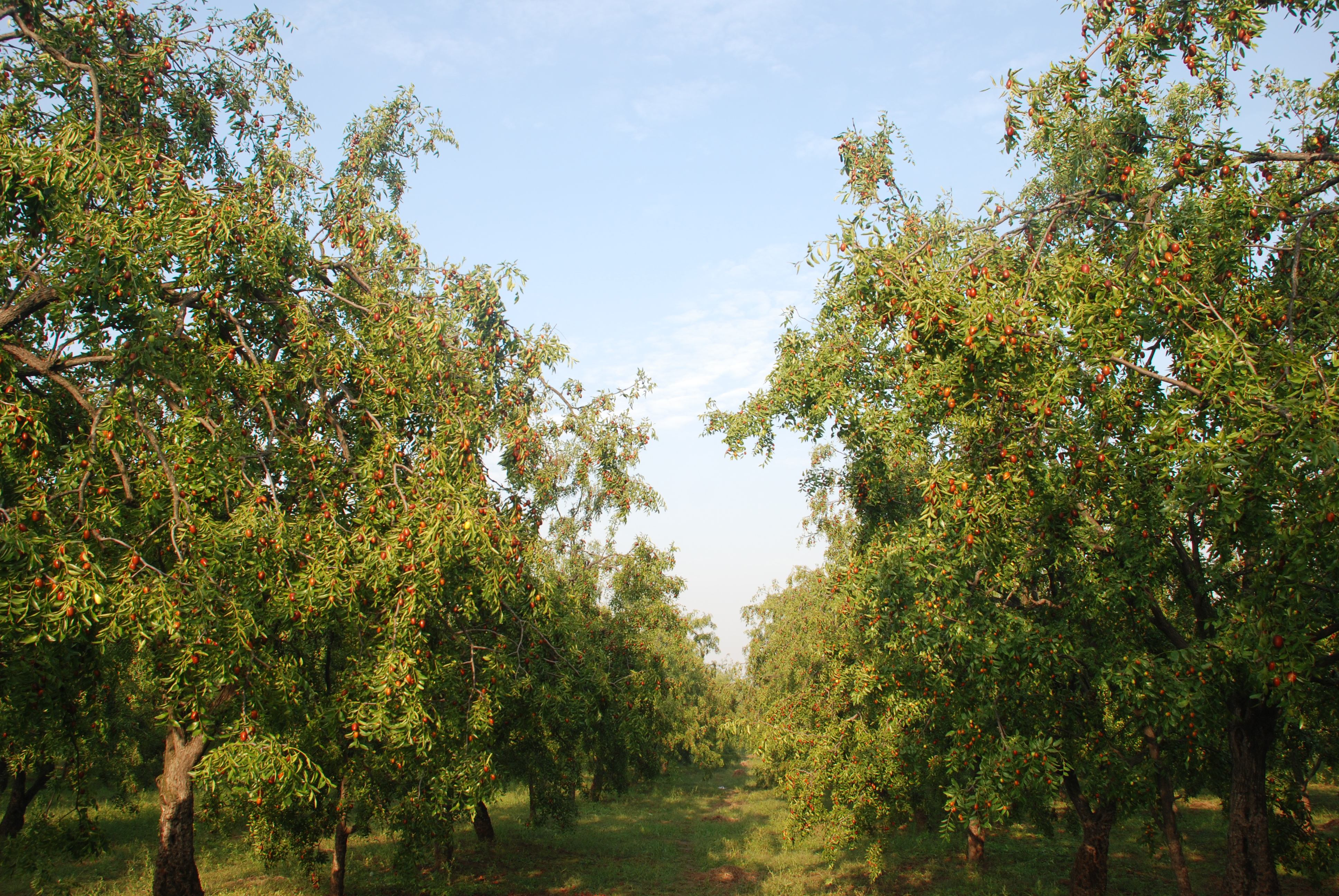 1749281455122279.jpg 棗林1.JPG