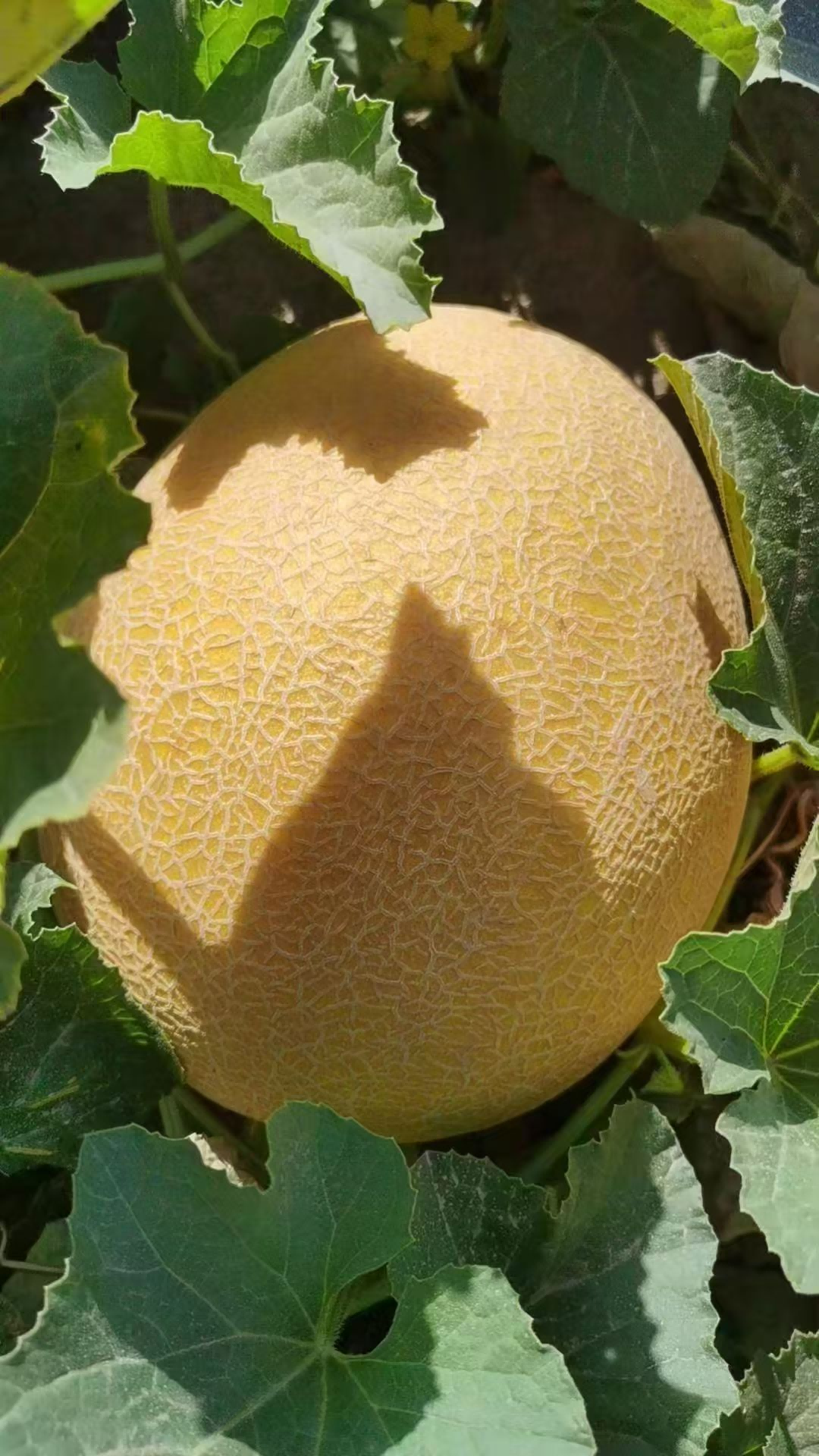 1753760344518741.png 圖片4.png